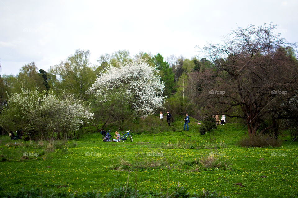 spring in park