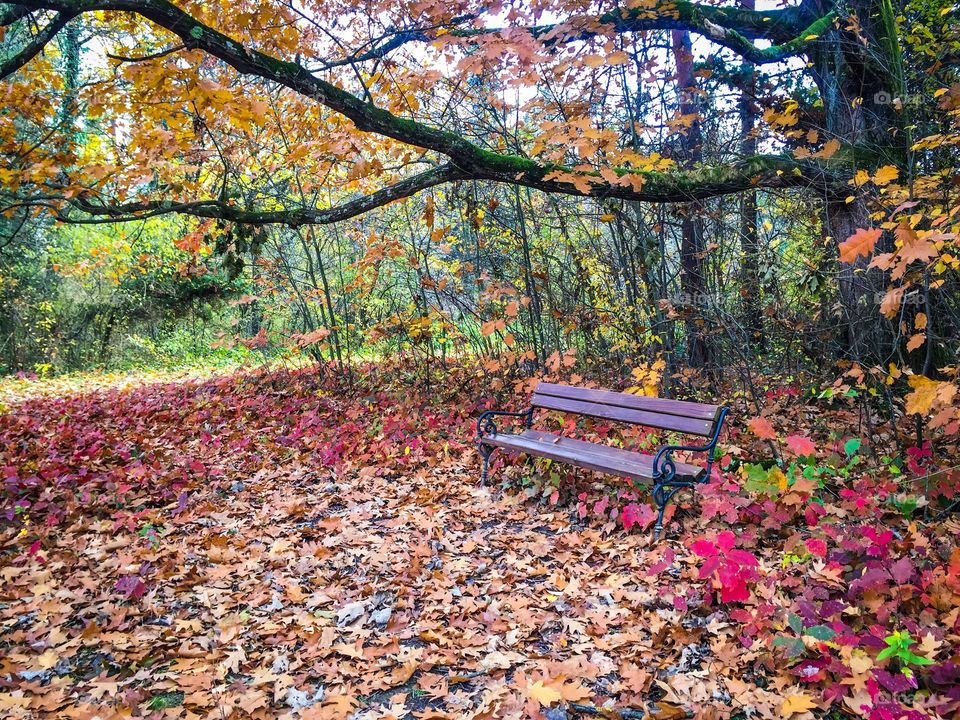 Empty wooden bench in the forest surrounded by autumn trees and red autumn leaves fallen on the ground
