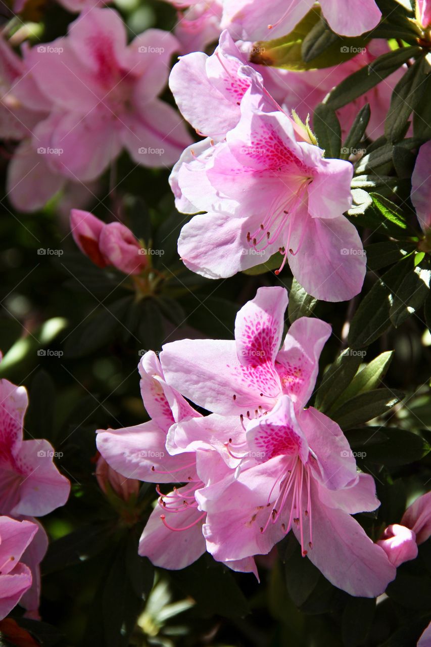 Pink flowers 