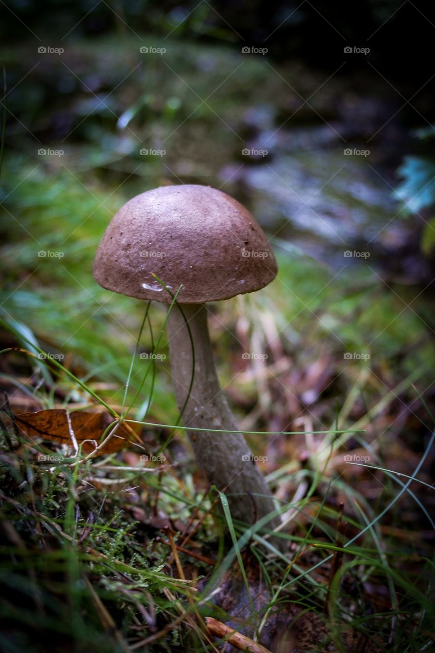 Mushroom