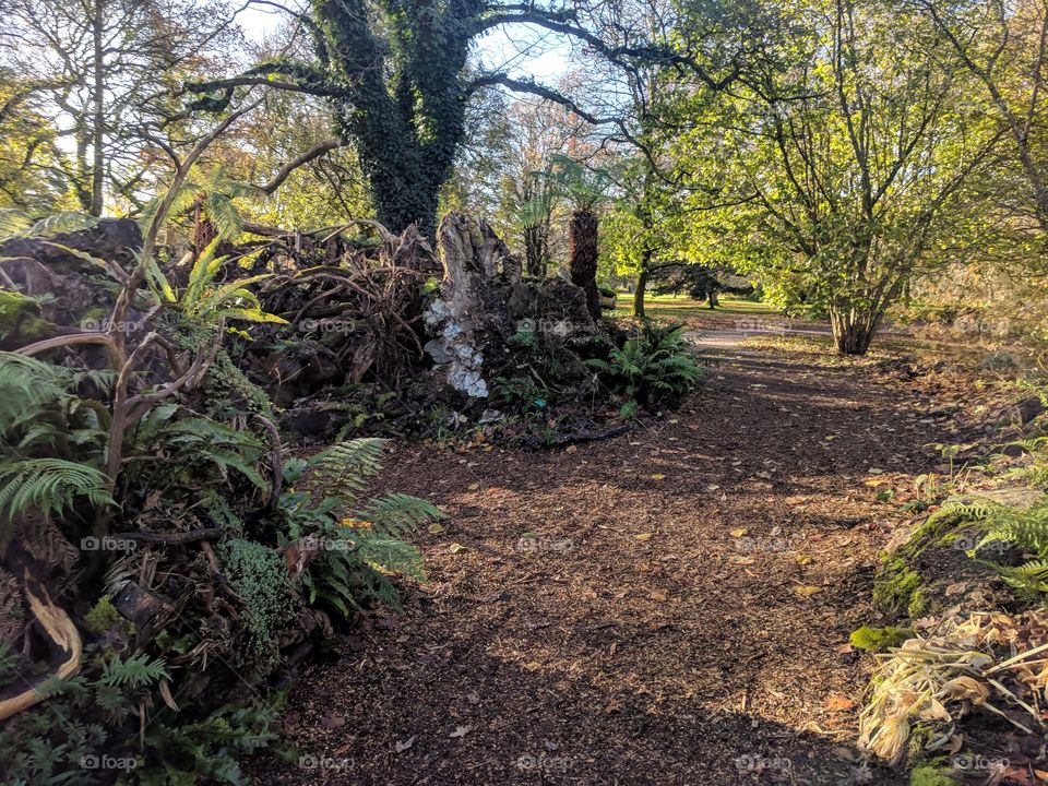 Foliage Covered Path