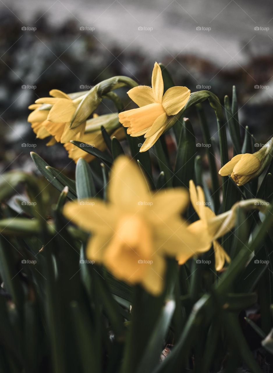 Close up or macro of spring flowers 