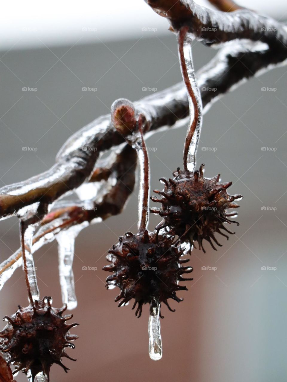 Freezing rain on branch