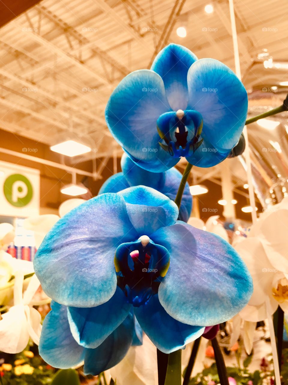 Beautiful blue orchids at Publix 