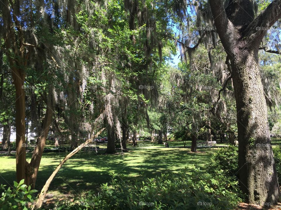Trees in Savannah, GA