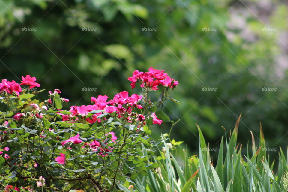 Fuchsia flowers in park with greenery in background in June