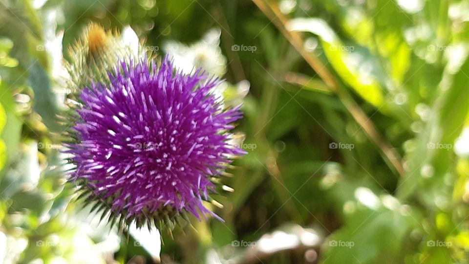 purple thistle flower with sharp petals and thorns on a green background