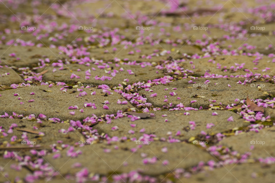 Natural flowers on the ground