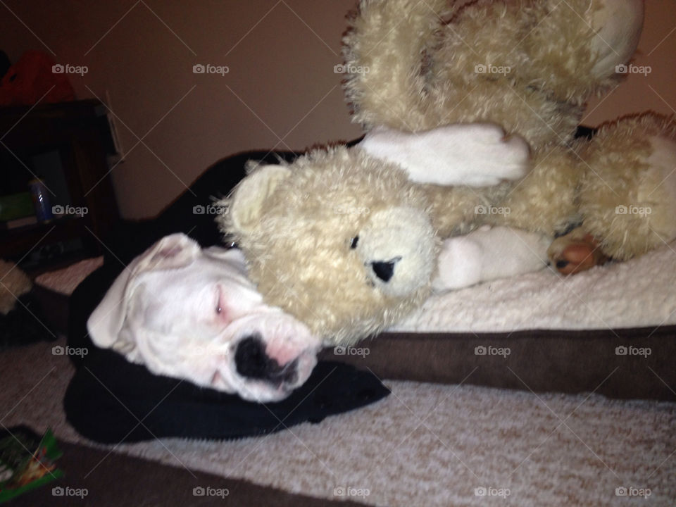 cute sleepy boxer pup loveing cuddly toy by samwalker