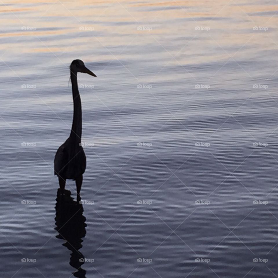 Sunset Heron. A heron looks for handouts from fishermen at the Dunedin Causeway.