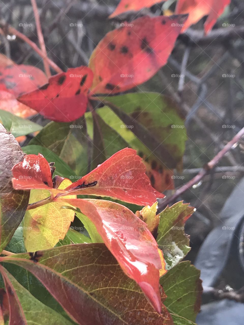 Rain in a leafs 