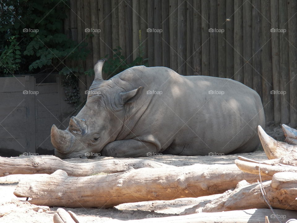 sleeping rhino