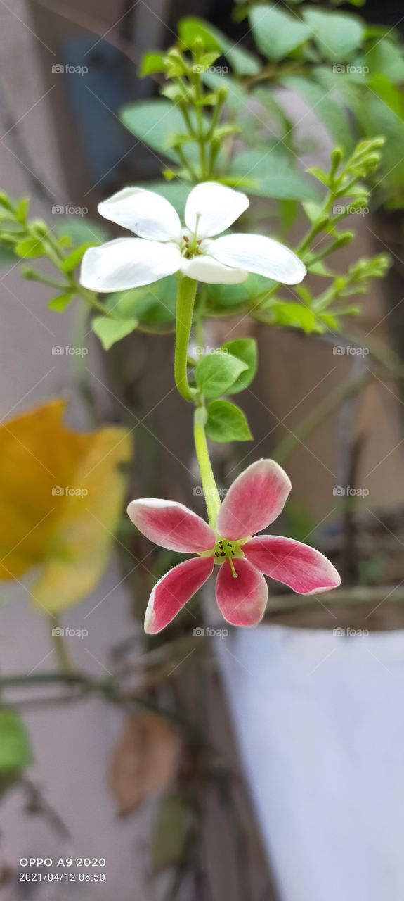 cute flower