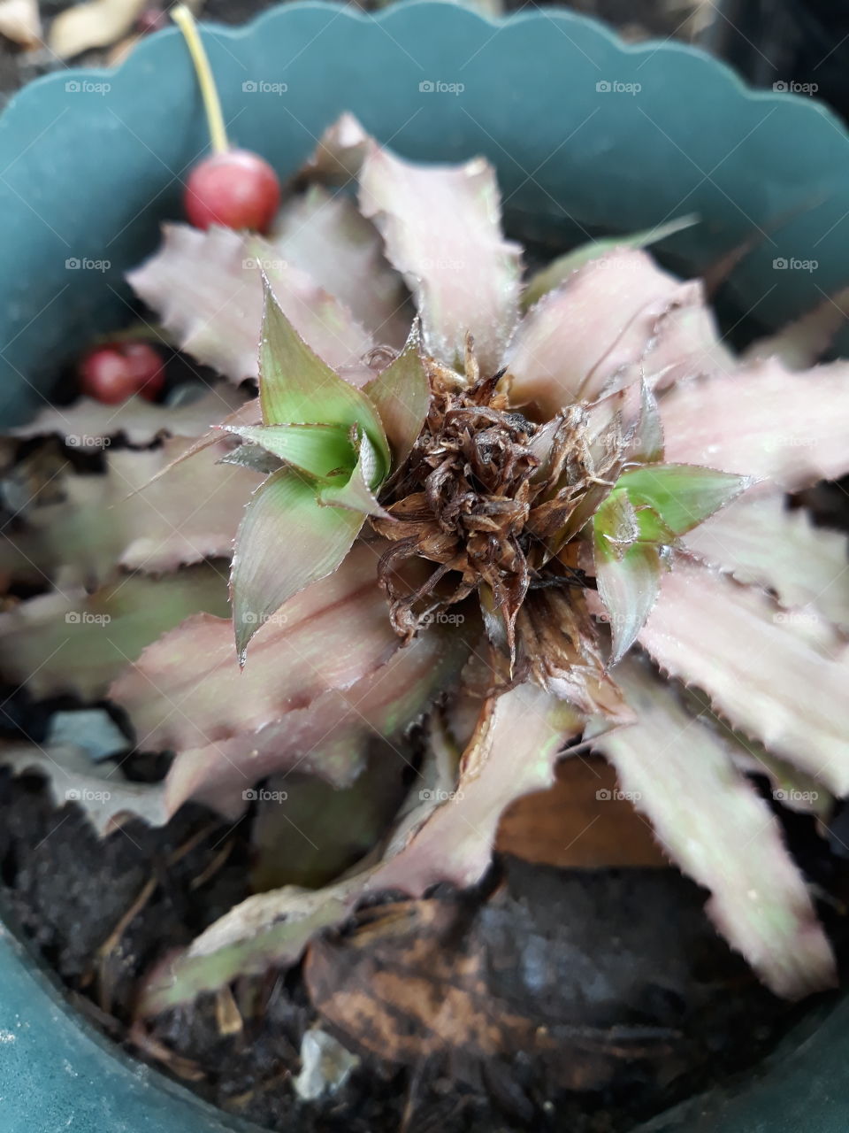 Cristanthus babies