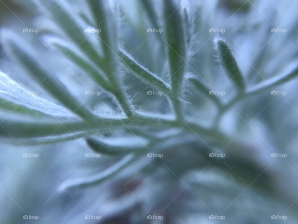 Wild sage plant