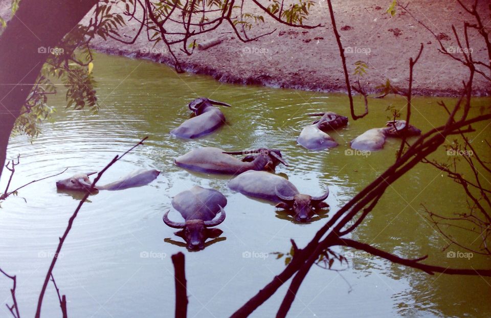 Wildlife in Senegal