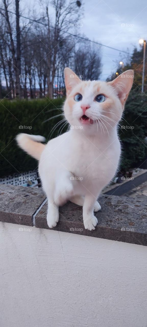 La hermosura se llama gato