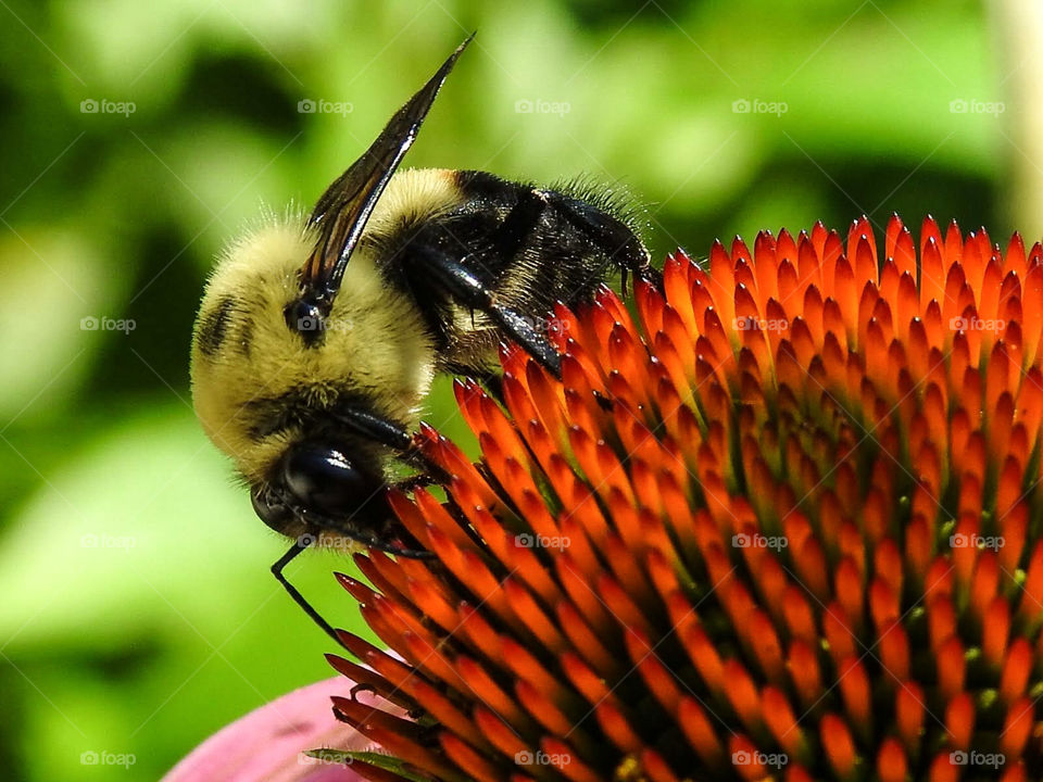 Bumblebee Pollinating Flower Macro