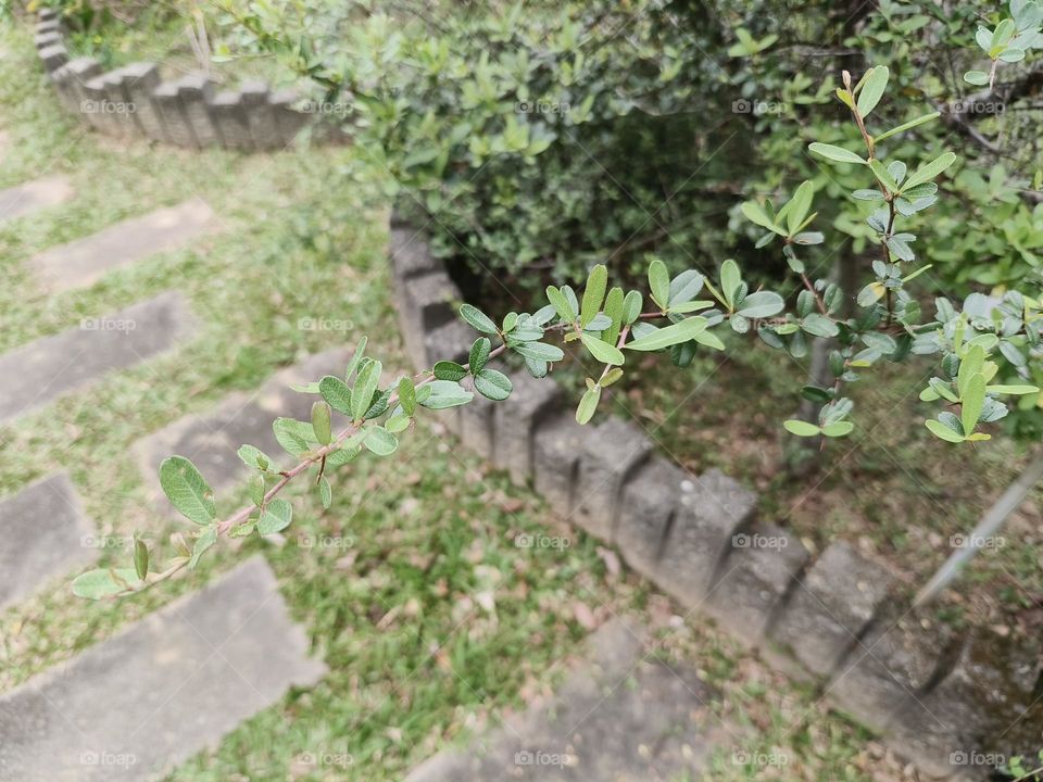 Taitung Firethorn in Beinan Township Native Applied Botanical Garden