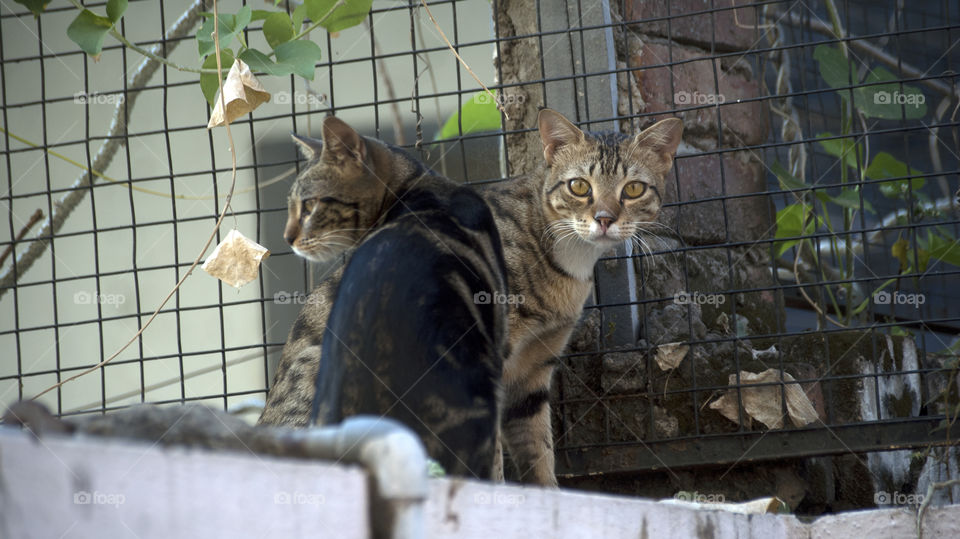 Two cutie pies, one darker and other lighter, a nice contrast.