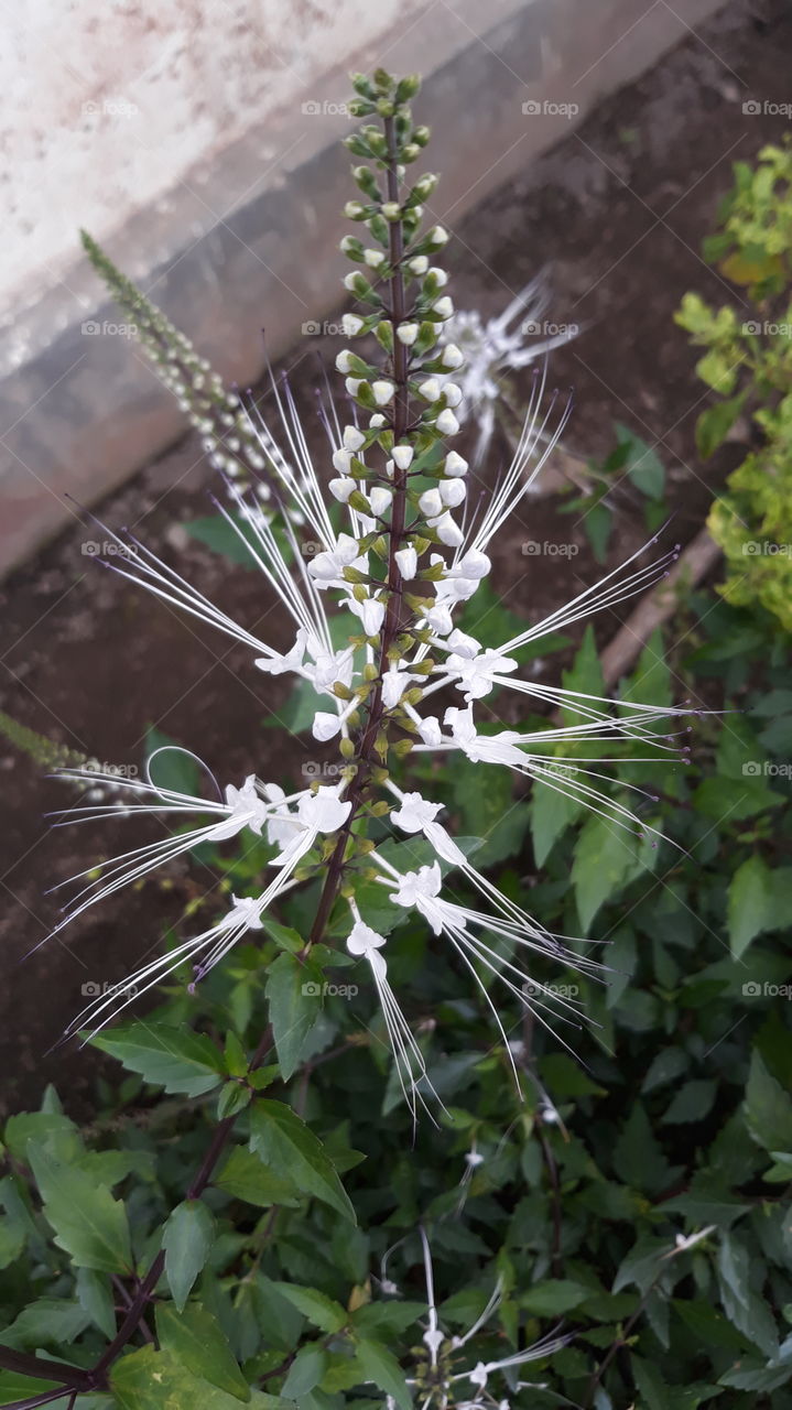 Orthosiphon aristatus is a plant species in the family of Lamiaceae / Labiatae. The plant is a medicinal herb found mainly throughout southern China, the Indian Subcontinent, South East Asia and tropical Queensland.[1][2][3][4] It is known as kumis kucing in Indonesia and misai kucing in Malaysia. In the US it may be commonly known as cat's whiskers or Java tea.