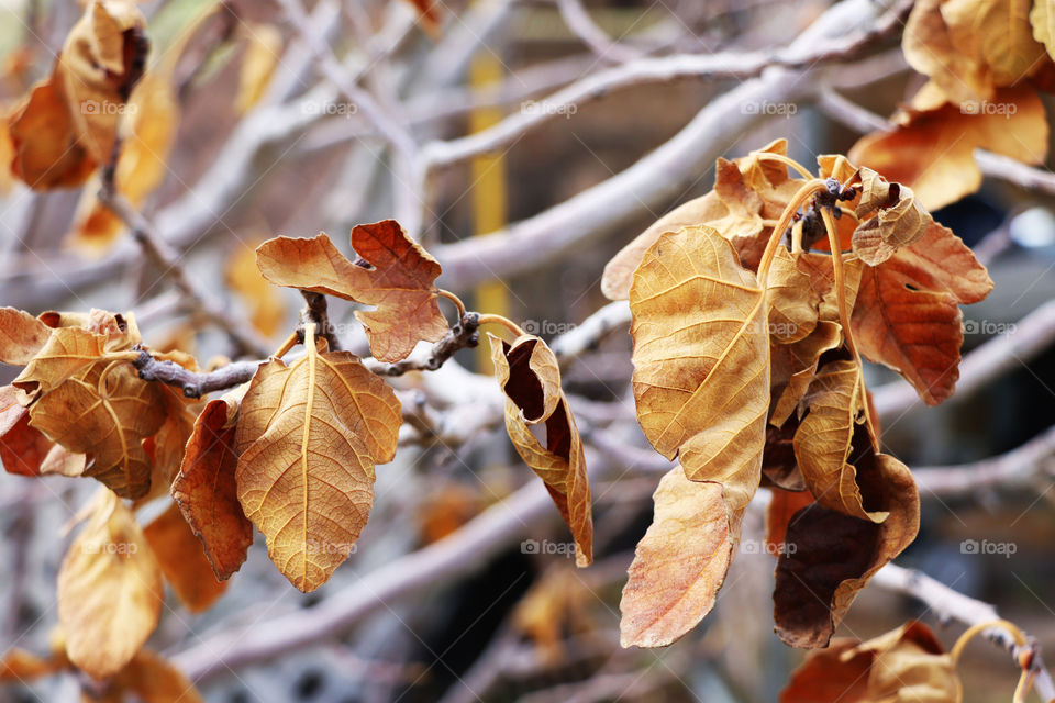 Colorful leaf on a tree branch