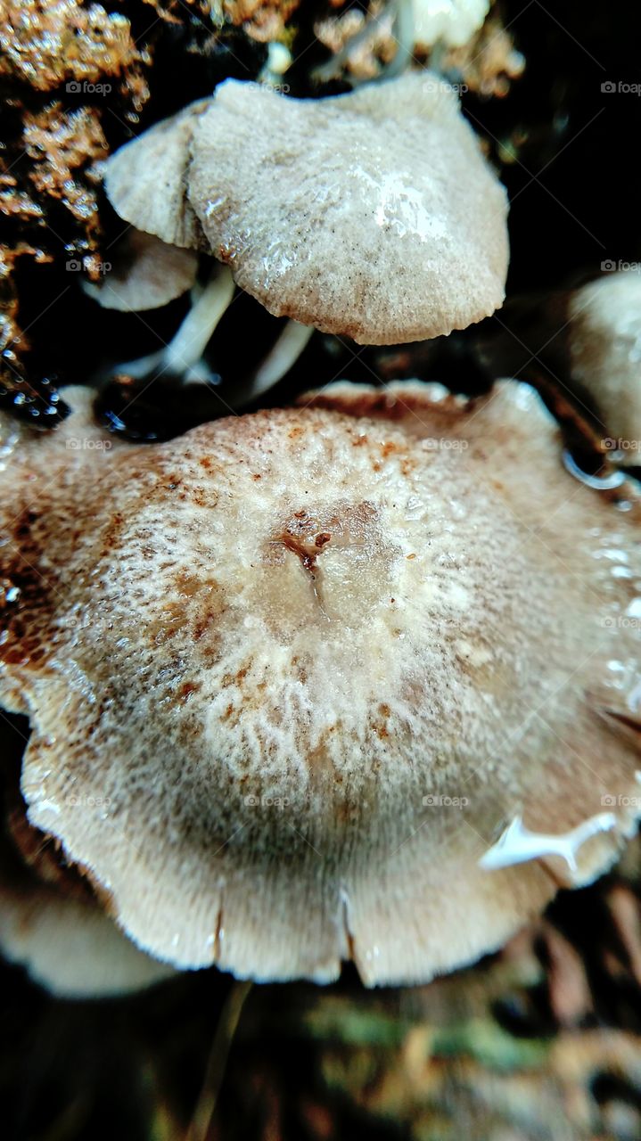 mushroom