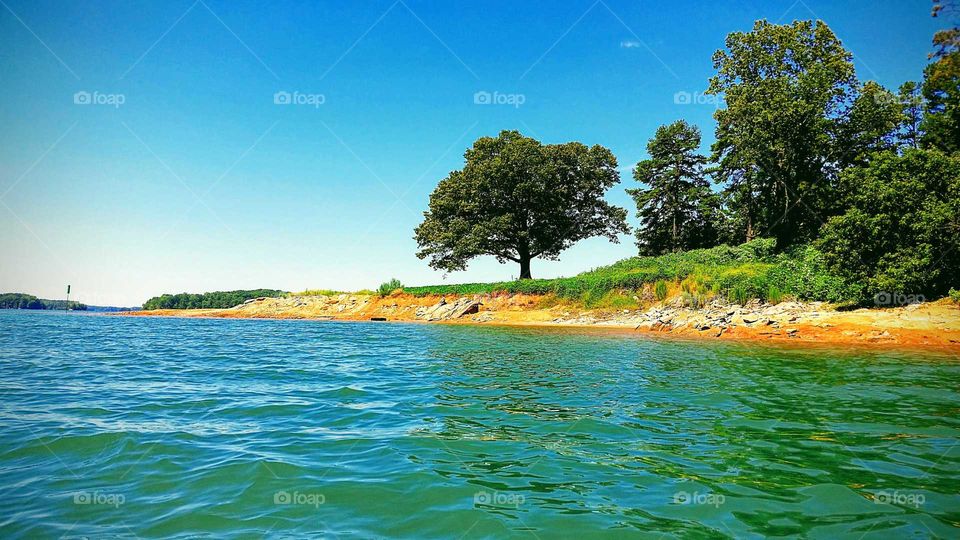 Oak tree,  Lake,  water, sky