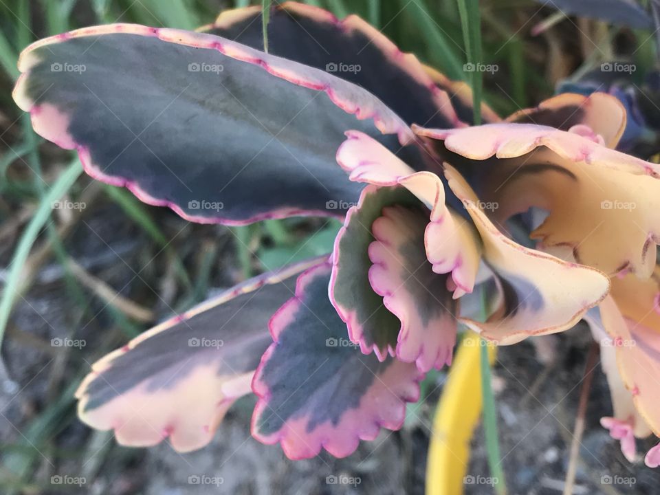 Cactus de colores vivos 