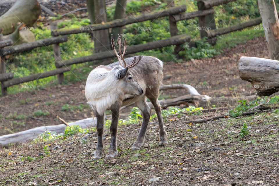 Young reindeer 4