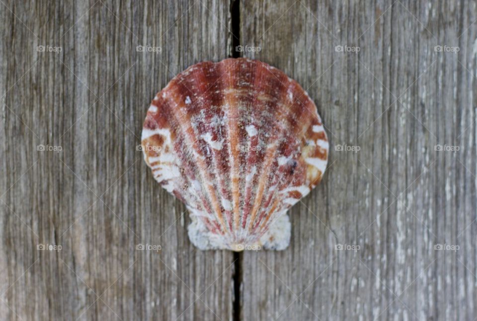Symmetry Everywhere - seashell on wooden surface