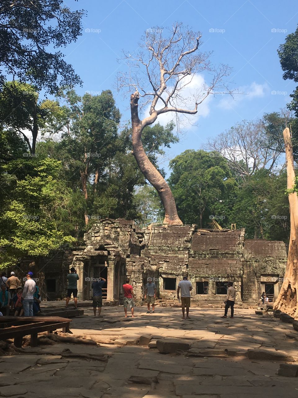 A tree growing out of a temple in Angkor wat 