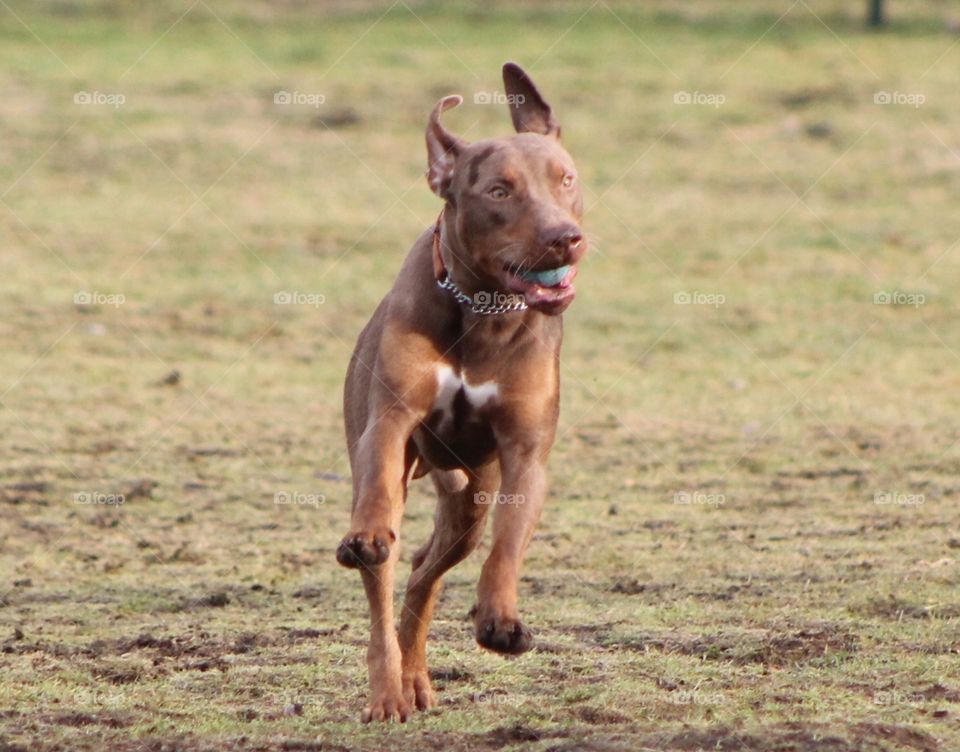 It was dog park time today and it was very busy! . Happy excited dogs were running around and playing. Close up a brown dog running for the joy of it!