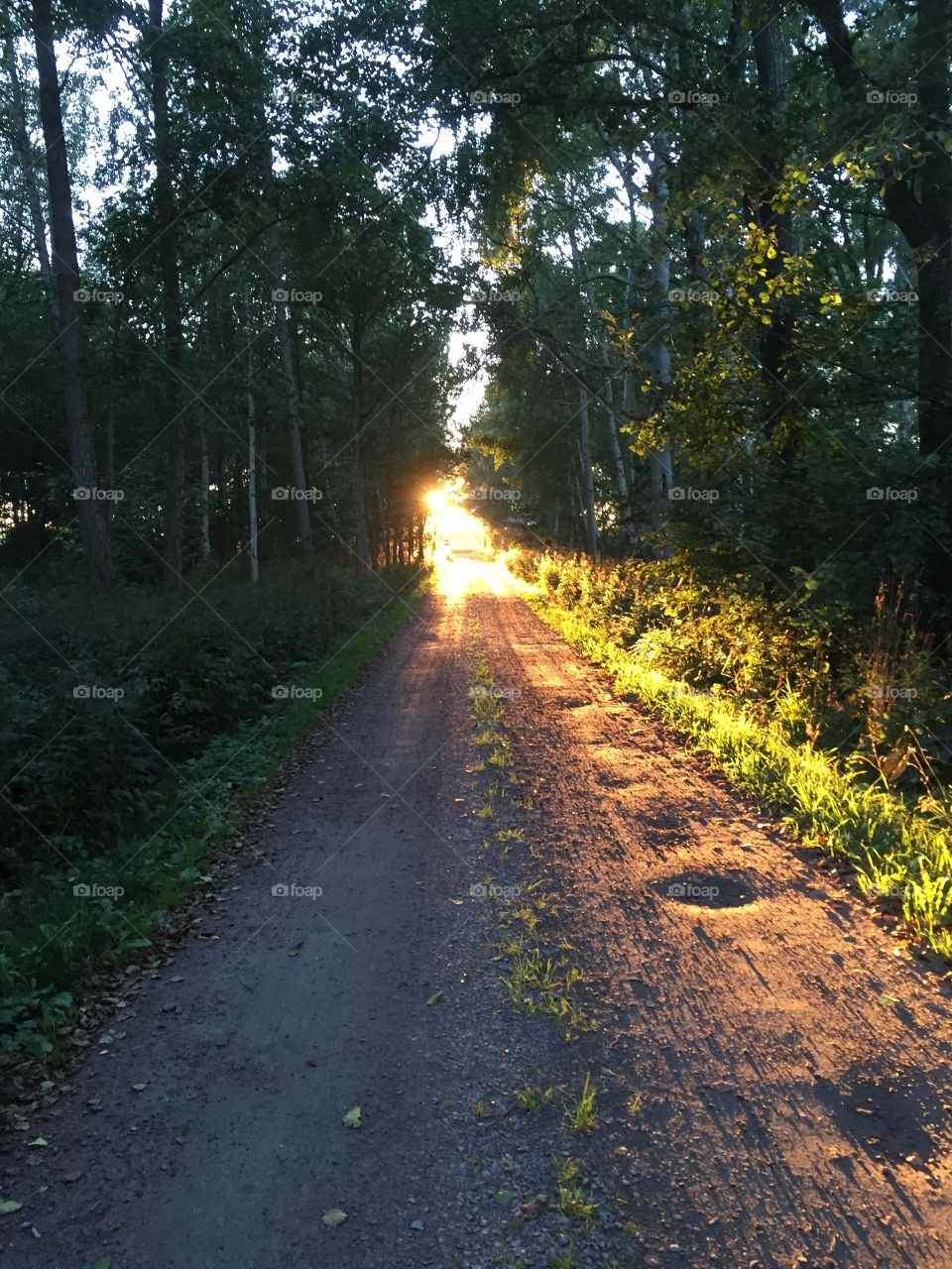 Road in Sweden in the sunset 
