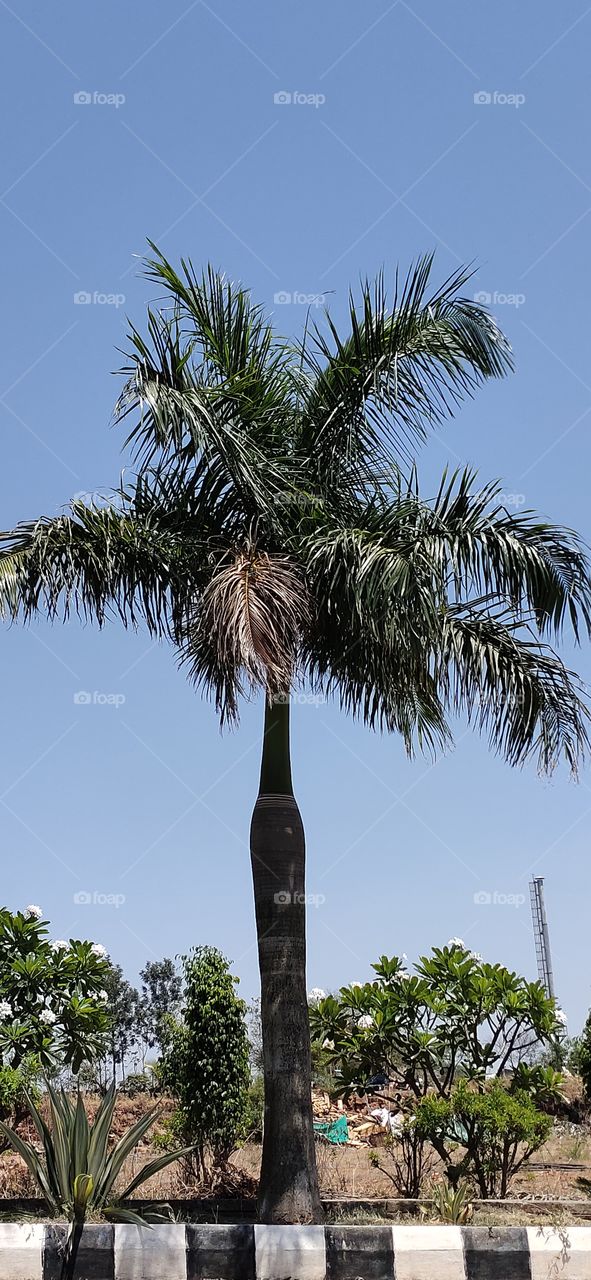 Royal Palm Tree,
