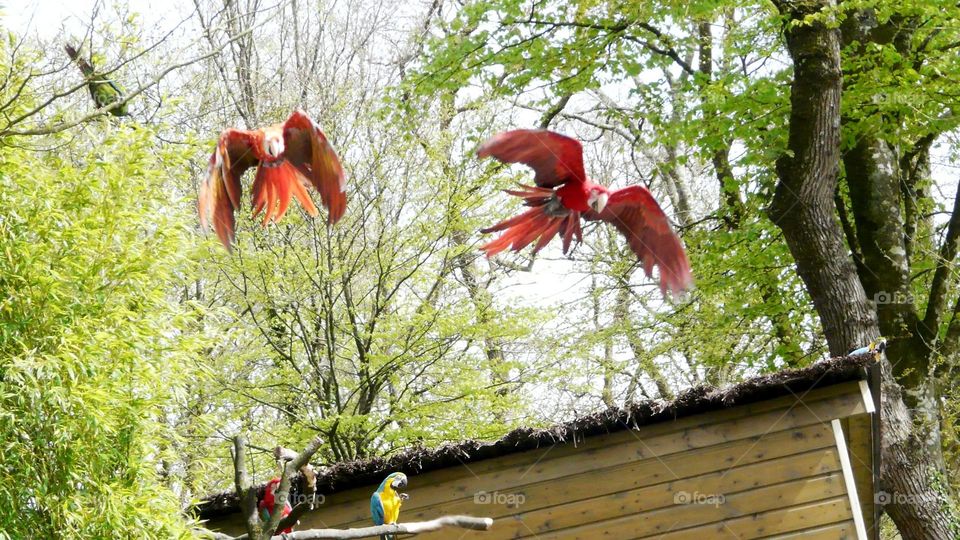 Multiple macaws scene in front of forest background