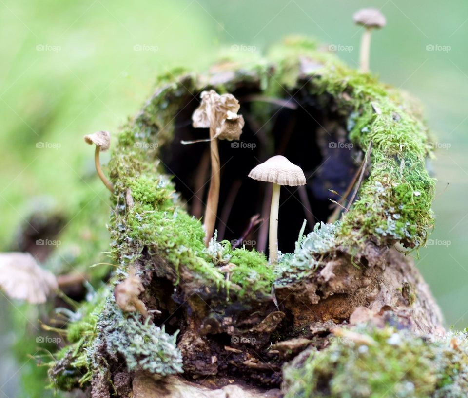 Magical Estate; Fungi growing from a fallen tree’s hollow on a sunny say