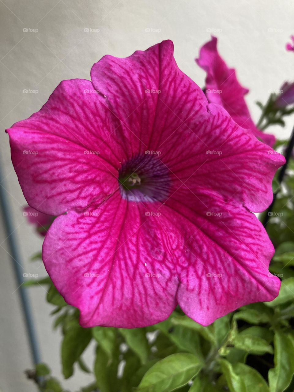 🌹 🇺🇸 Very beautiful flowers to brighten our day.  Live nature and its beauty. Did you like the delicate petals? / 🇧🇷 Flores muito bonitas para alegrar nosso dia. Viva a natureza e sua beleza. Gostaram das pétalas delicadas? 