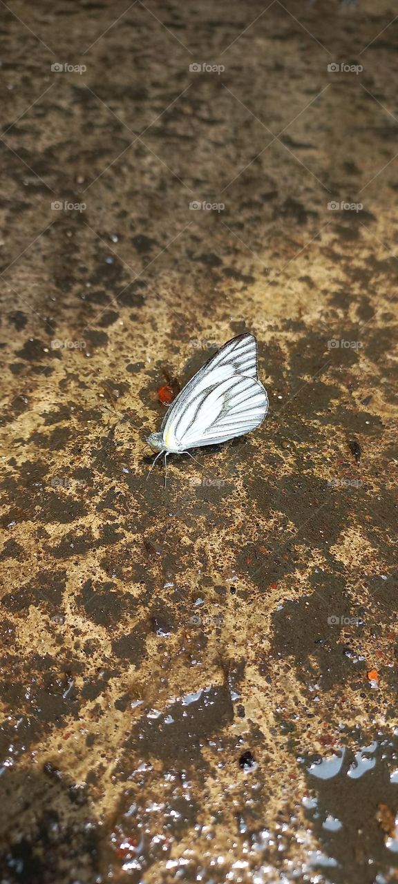 Beautiful little butterflies perched on the wet terrace