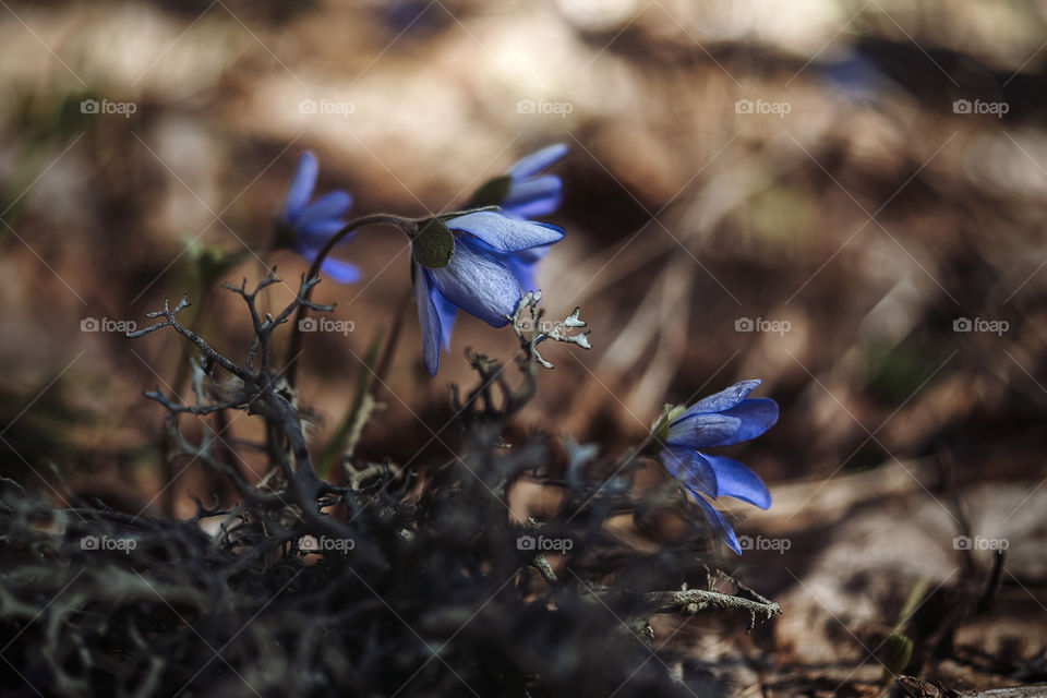 Flora. Spring. Flowers. Forest.