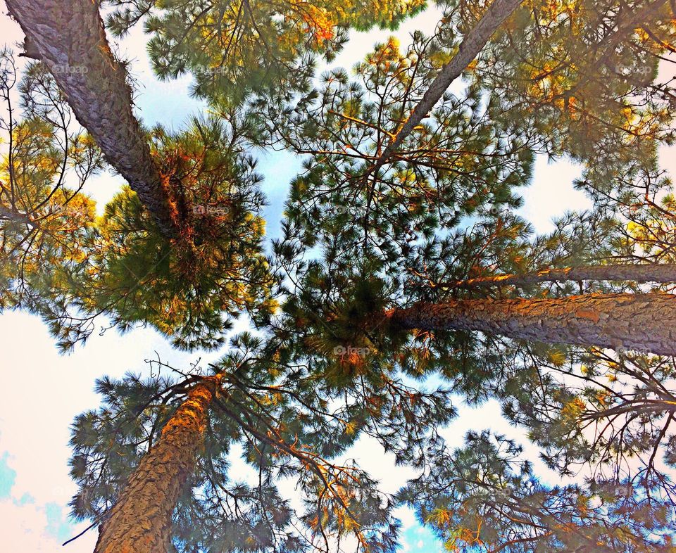 Forest canopy . Looking skyward into the tree canopy.