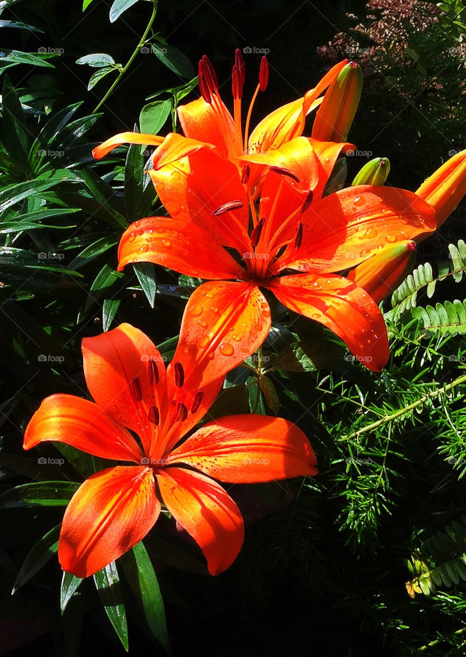 Tiger lilies 
