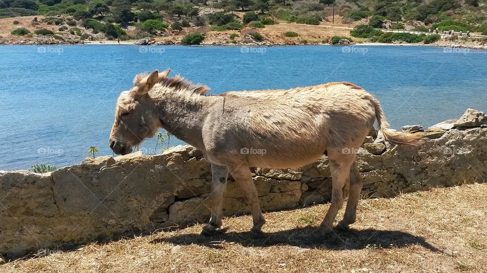 White donkey.
L'asinara National Park
