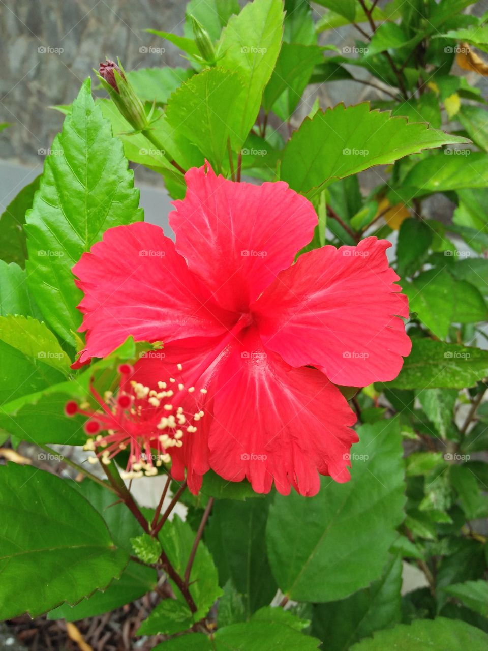 Big shoe  flower red colour