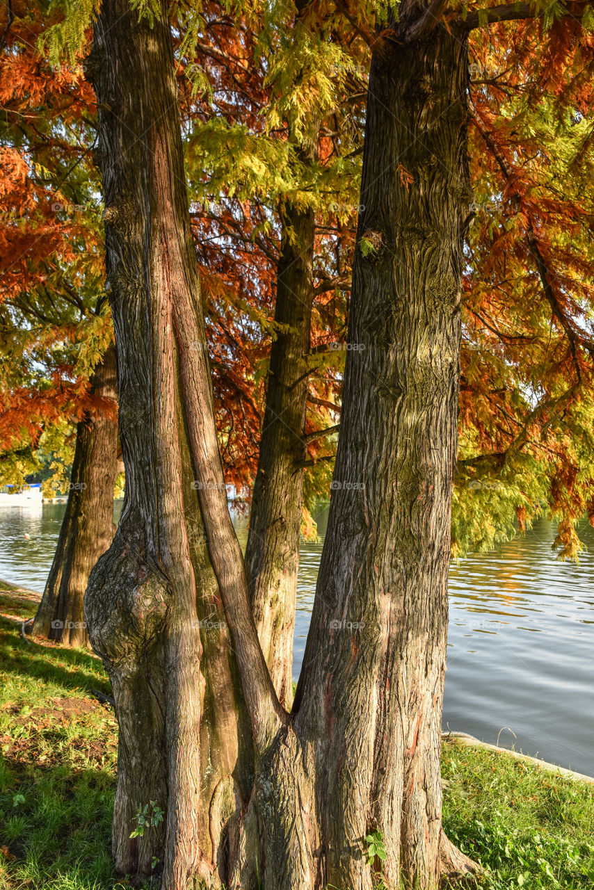 Trees in autumn