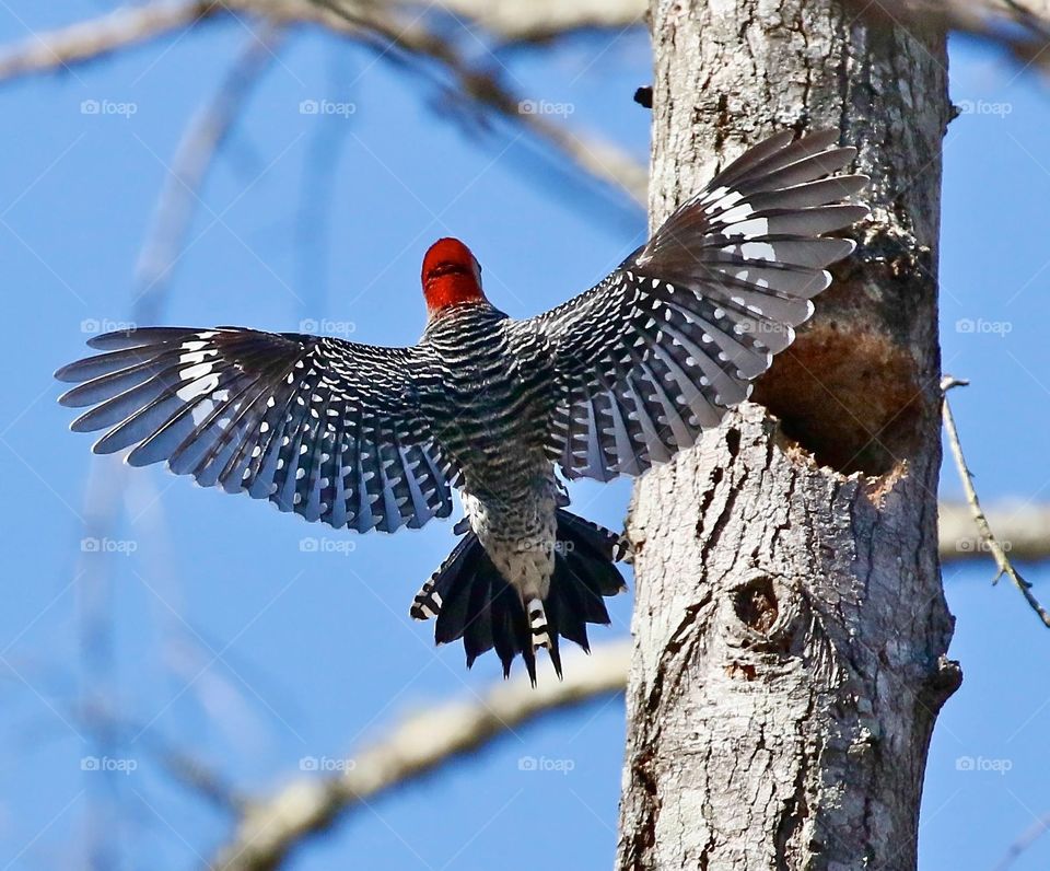 Red belly woodpecker in flight