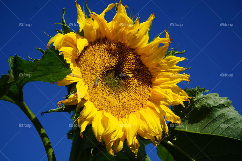 Large sunflower against deep blue sky