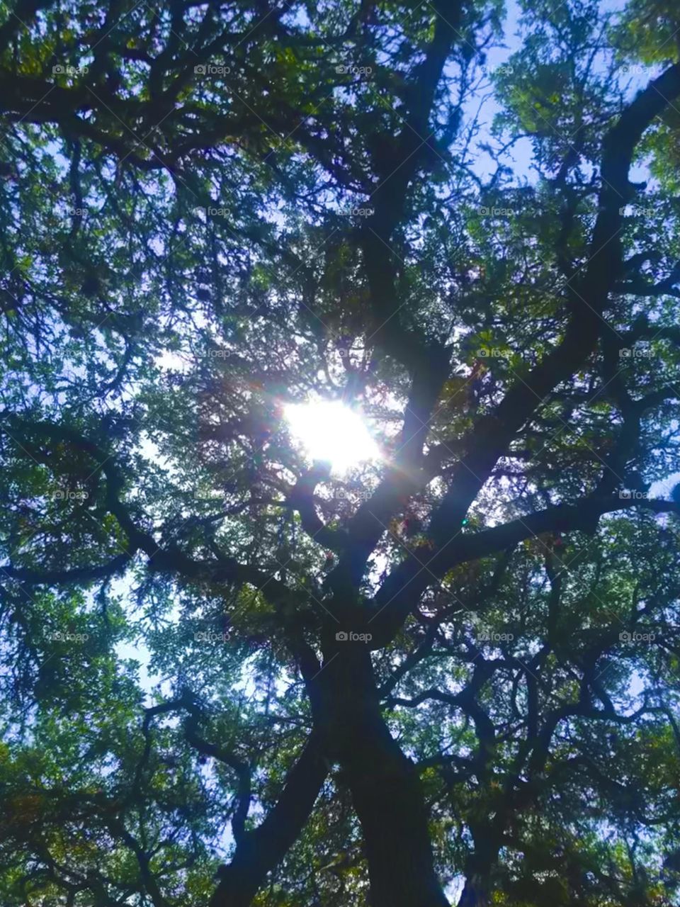 From the ground up- the sun is trying to peek through the live oaks with the blue sky highlighting the dark branches and green leaves.  