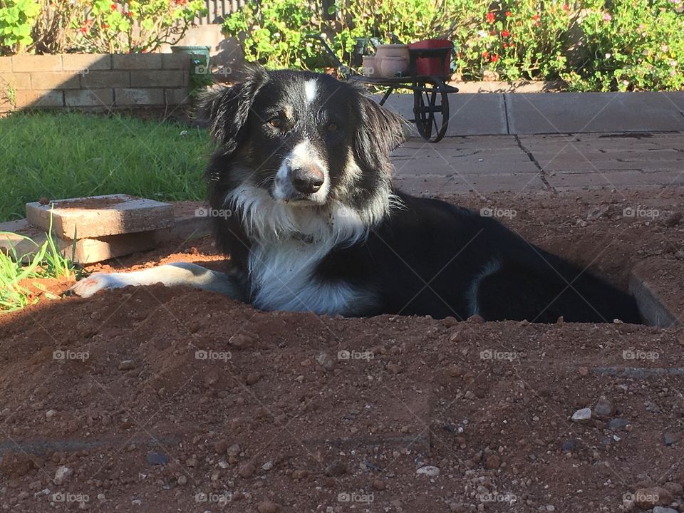 Border collie dog sitting in hole he has dug up in the backyard