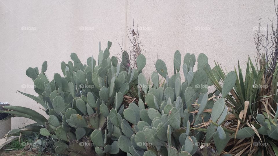 bird sitting on cactus